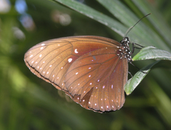 Euploea phaenareta