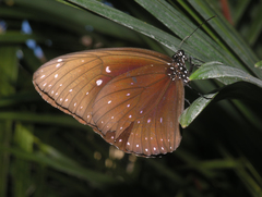 Euploea phaenareta