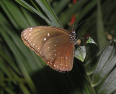 Euploea phaenareta
