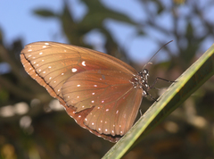 Euploea phaenareta