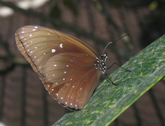 Euploea phaenareta