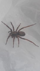 Liocranidae