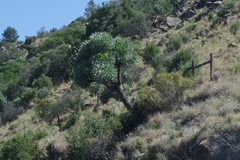 Cussonia paniculata