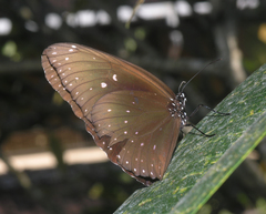 Euploea phaenareta