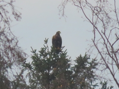 Haliaeetus albicilla