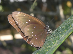Euploea phaenareta