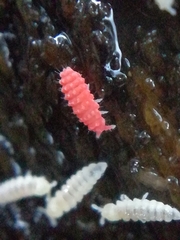 Bilobella braunerae