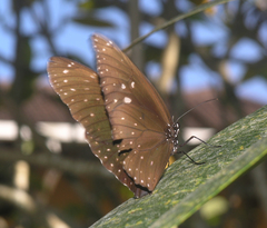 Euploea phaenareta