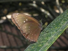 Euploea phaenareta