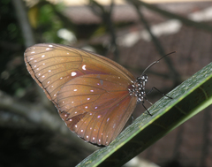 Euploea phaenareta