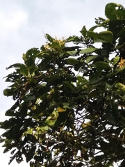 Vochysiaceae
