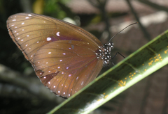 Euploea phaenareta
