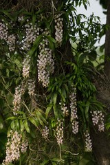 Aerides odorata