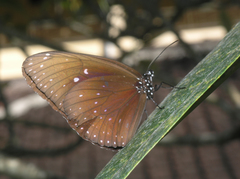 Euploea phaenareta