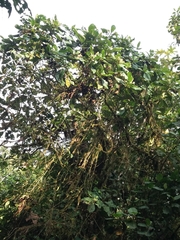 Vochysiaceae