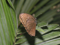 Euploea phaenareta