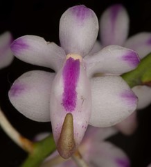Aerides odorata