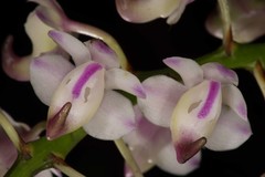 Aerides odorata
