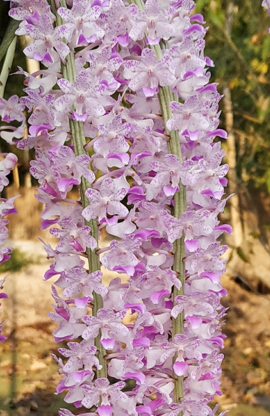 Foxtail orchid discount
