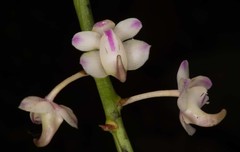 Aerides odorata