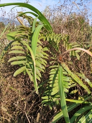 Pterocarya stenoptera