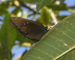 Euploea phaenareta