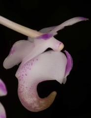 Aerides odorata