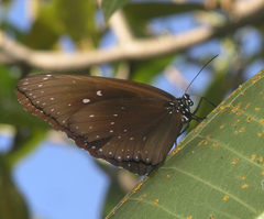 Euploea phaenareta