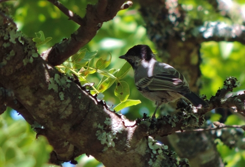 Miombo Tit (Melaniparus griseiventris), photo 8