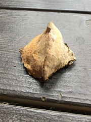 Phellinus pomaceoides