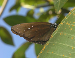 Euploea phaenareta