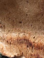 Phellinus pomaceoides