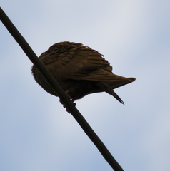 Columba livia domestica