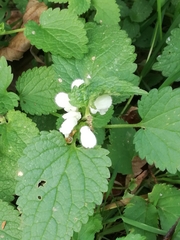 Lamium album