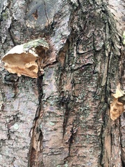 Phellinus pomaceoides