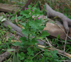 Fuertesimalva killipii