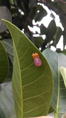 Mimocalla gigantea
