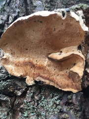 Phellinus pomaceoides