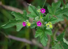 Fuertesimalva killipii