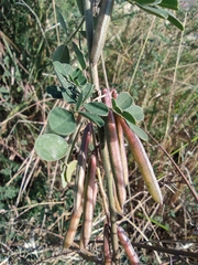 Indigofera tinctoria