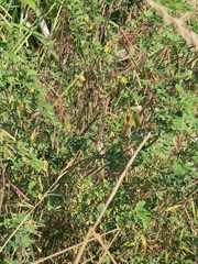 Indigofera tinctoria