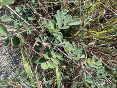 Indigofera tinctoria