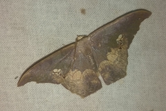 Timandromorpha energes