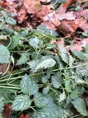 Lamium galeobdolon flavidum