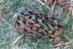 Magnolia grandiflora