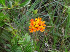 Epidendrum fulgens