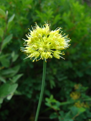 Allium obliquum