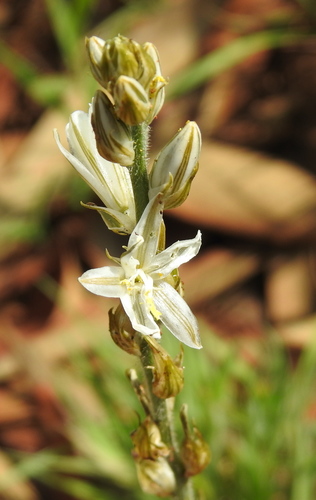 Image of Chlorophytum transvaalense by (c) Matthew Fainman, some rights reserved (CC BY)
