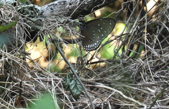 Euploea midamus