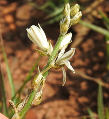 Chlorophytum transvaalense